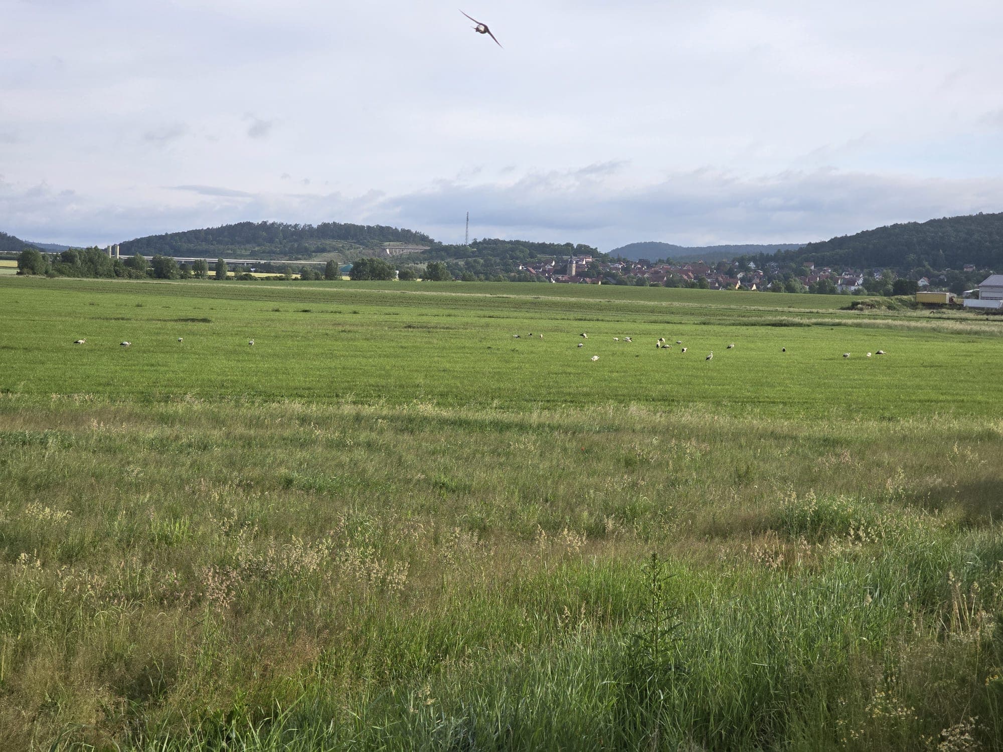 Weiße Störche auf einer weiten grünen Wiese vor einem kleinen Dorf und bewaldeten Hügeln.