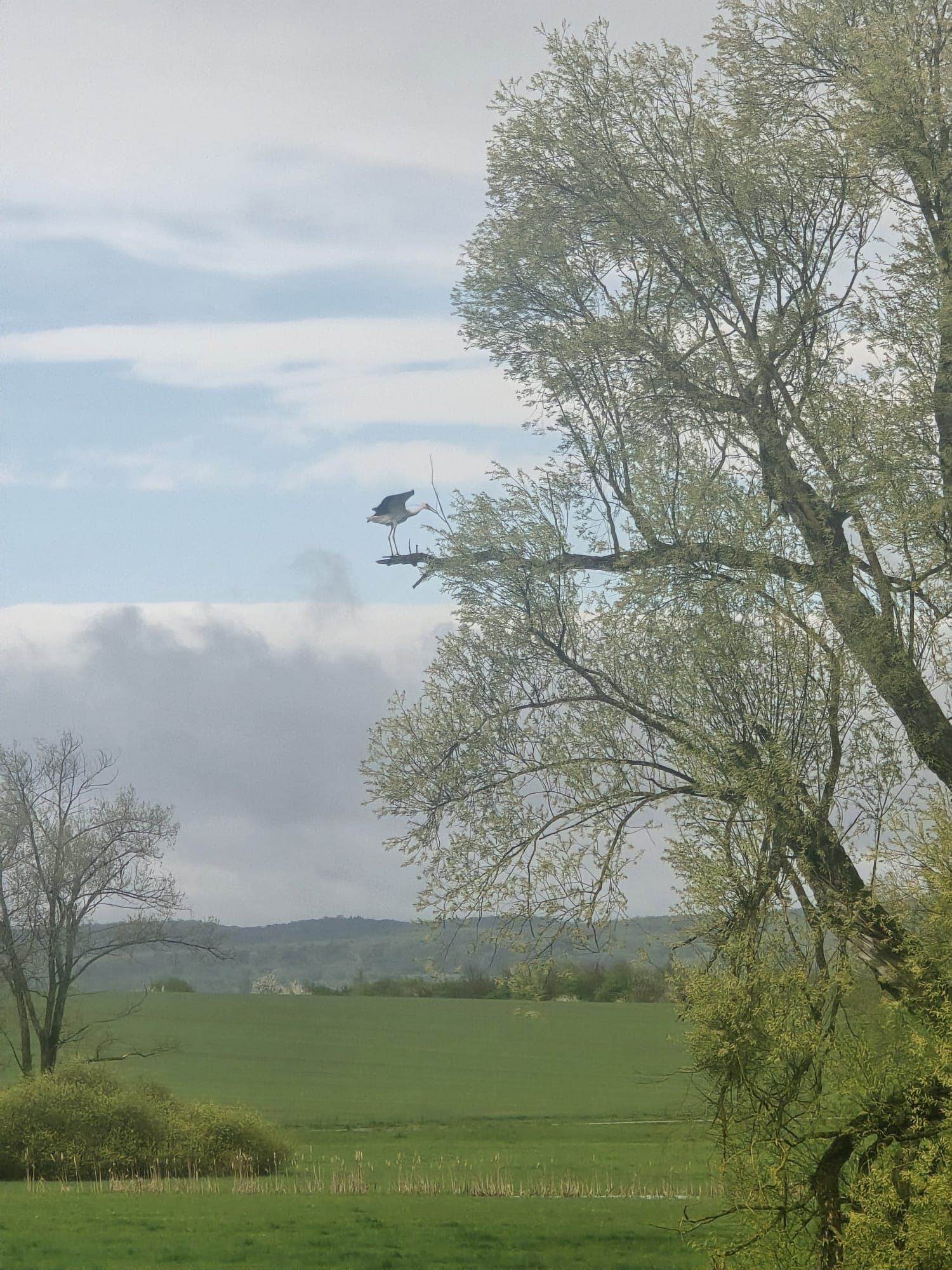 Graureiher thront auf einem Ast eines belaubten Baumes über einer weiten, grünen Feldlandschaft.