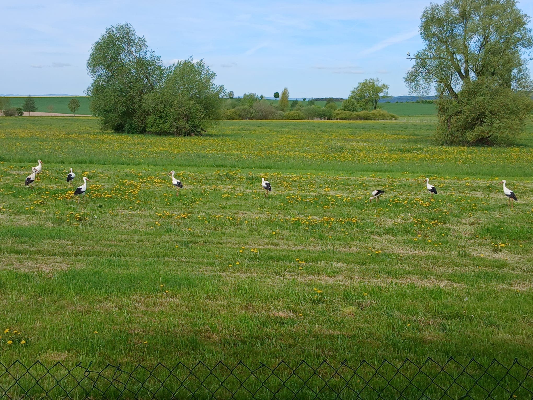 Mehrere Weißstörche auf einer grünen Wiese mit gelben Blumen unter einem weiten, blauen Himmel.
