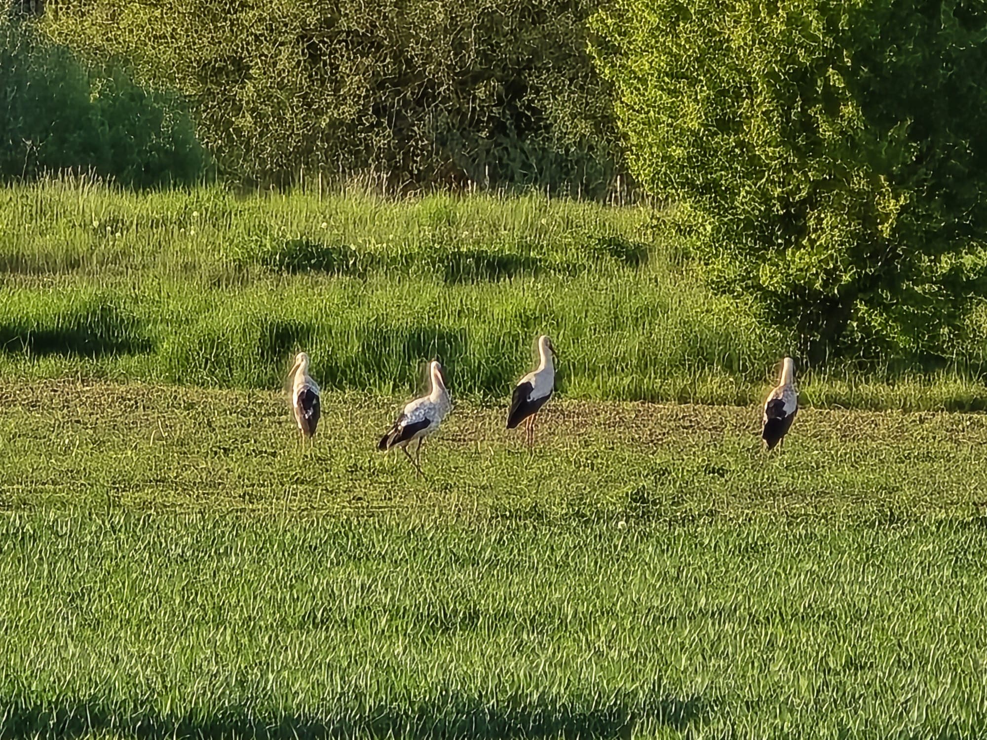 Vier Weißstörche stehen auf einer saftig grünen Wiese vor einem Hintergrund aus dichten Bäumen.