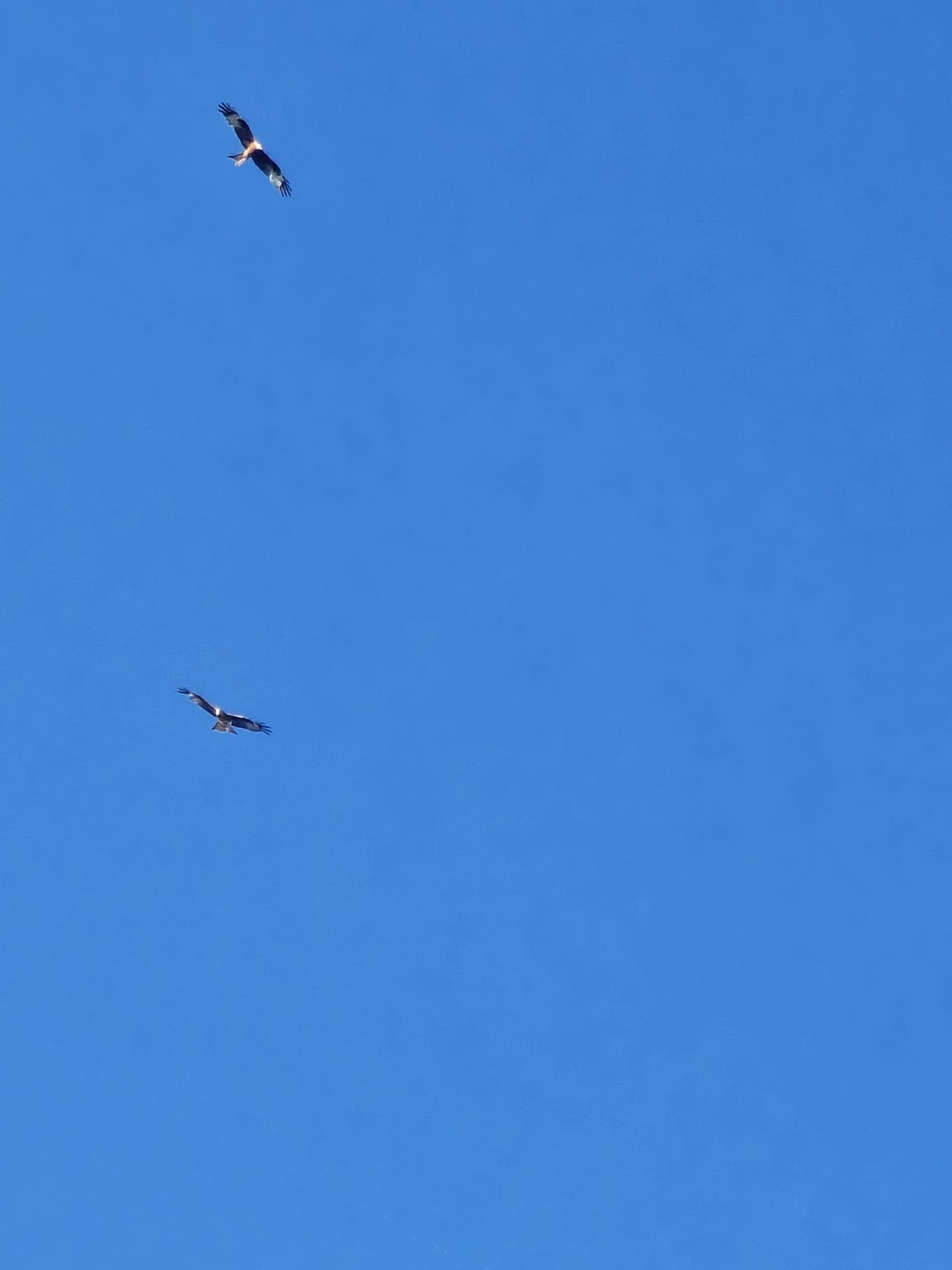 Zwei Greifvögel kreisen mit weit ausgebreiteten Schwingen majestätisch am wolkenlosen, strahlend blauen Himmel.